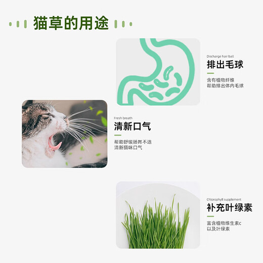 Crazy Owner Katzengras + 10 Beutel erdlose hydroponische Minze mit Weizensamen im Topf entfernt Haarballen, um haarige Katzensnacks bei jungen Katzen zu beseitigen