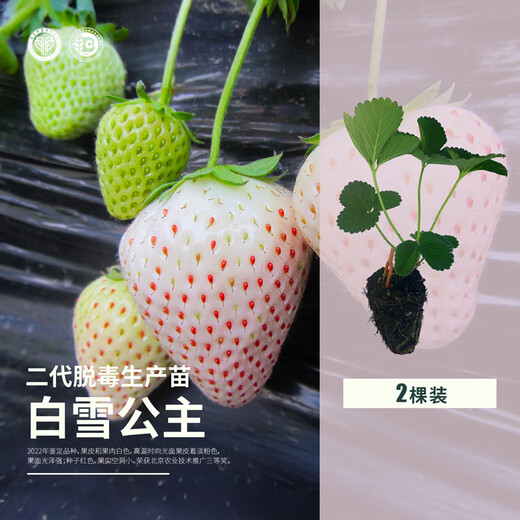 Beijing Agricultural Research Institute Strawberry Seedlings Light Pink White Strawberry Snow White Second Generation Virus-Free Seedlings Production and Breeding Balcony Fruit Seedlings Snow White Second Generation Virus-Free Strawberry Seedlings 2