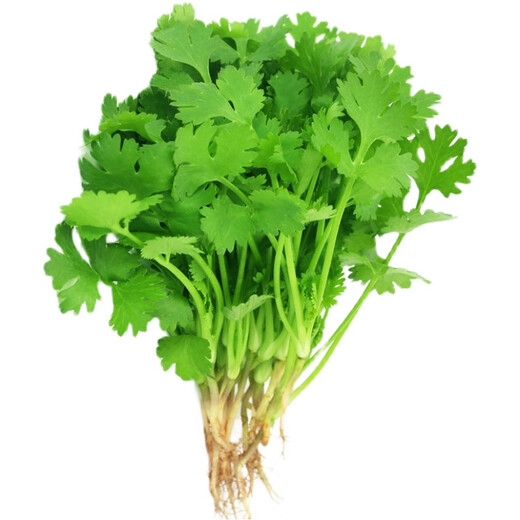 Four-season large-leaf coriander seeds, balcony potted coriander, four-season easy-to-grow vegetable seeds in farm fields, four-season large-leaf coriander seeds packed randomly & four-season fast-growing coriander seeds 1 pack, about 900 seeds, free fertilizer
