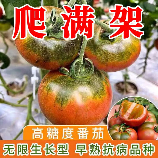 Qili Authentic Fruit Strawberry Tomato Seeds Super Sweet Tiny Tomato Seeds Balcony Field Spring and Autumn Planting Tiny Strawberry Tomato Seeds 2 Packs/200 Tablets Spread