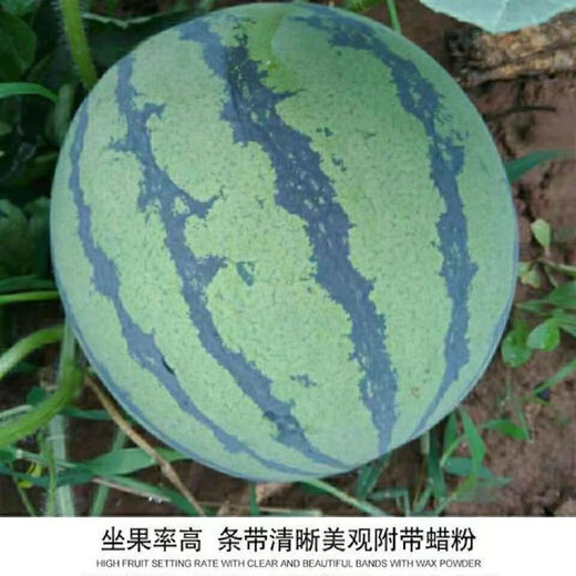 Watermelon set, watermelon seeds, watermelon balcony potted farmhouse garden melon seeds, various types of rock sugar unicorn watermelon seeds, 1 pack, about 50 pieces