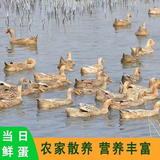 Duck eggs fresh raw duck eggs 50-60g native duck eggs farm-raised free-range white-skinned green-skinned duck eggs whole box wholesale 10 pieces Duck eggs fresh raw duck eggs 50-60g native duck eggs farm-raised free-range white-skinned green-skinned duck eggs whole box wholesale 10 pieces