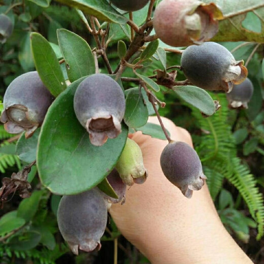 Ninja Seeds Mountain Twisted Fruit Seeds Dorney Mountain Twisted Fruits Mud Myrtle Twisted Southern Fruit Seeds Mountain Twisted Seeds Simple Pack (20 capsules)