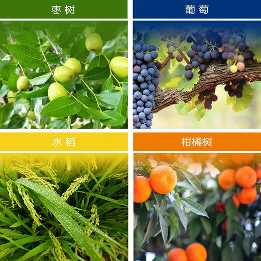 Qibao 20% gibberellic acid 920 plant growth regulating gibberellin grape germination pesticide elongation agent 1g*50 bags