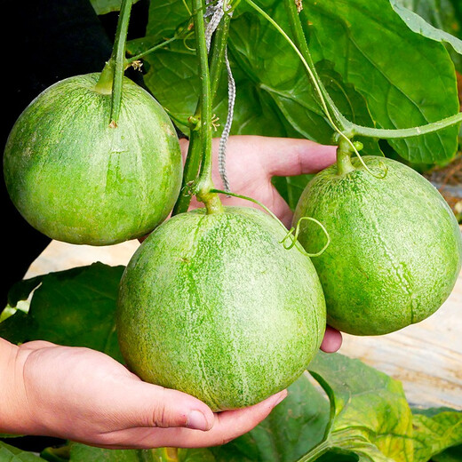Shouhe Xinjiang Hami Melon Seeds Southern and Northern Early Maturing Super Sweet Xiangfei Reticulated Honeydew Melon Tokyo Crispy Treasure Melon Seeds 2g