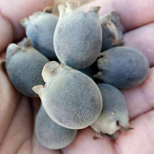 Ninja Seeds Mountain Twisted Fruit Seeds Dorney Mountain Twisted Fruits Mud Myrtle Twisted Southern Fruit Seeds Mountain Twisted Seeds Simple Pack (20 capsules)