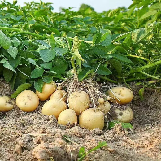 Jingxiansheng Shandong fresh small potatoes net weight 3Jin Jin is equal to 0.5kg, single fruit is more than 100g, freshly dug yellow heart potatoes and vegetables are sent directly from the source