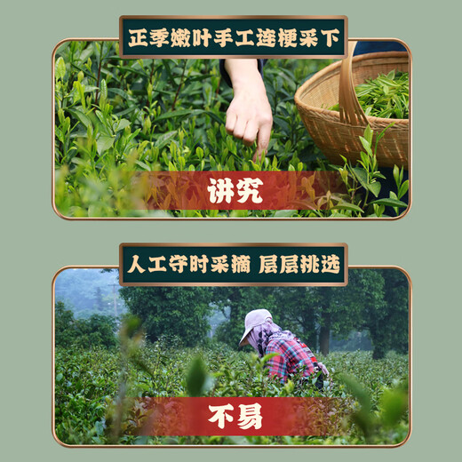 采茶伯茶叶乌龙茶 漳平水仙 兰花香浓香250g2025新茶手工茶饼送礼自己喝
