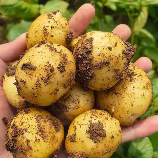 Jingxiansheng Shandong fresh small potatoes net weight 3Jin Jin is equal to 0.5kg, single fruit is more than 100g, freshly dug yellow heart potatoes and vegetables are sent directly from the source