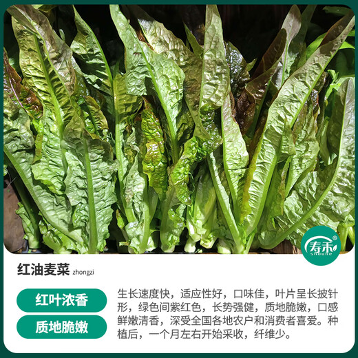 Shouhe lettuce seeds purple and easy to sow on the family balcony in spring and winter sowing vegetables for four seasons in Guangdong fields Shouhe red lettuce seeds 50g original