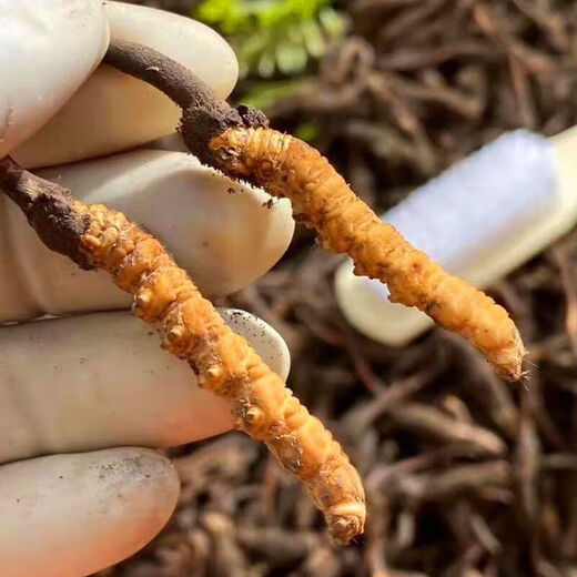 Fresh Cordyceps sinensis 2025 first-year Cordyceps authentic leader high-altitude gifts authentic fresh Cordyceps festival 1.2 grams/root or more 50 high-end gift boxes