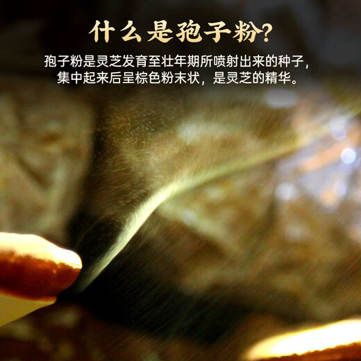 圣之禾破壁灵芝孢子粉普通版45g  增强免疫力  保健品