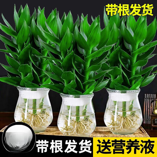 Green Intentional Guanyin Bamboo Rich Bamboo Hydroponic Plants Flowers with Roots Green Plants Pothos Indoor Potted Plants Transfer Bamboo Water for Good Growth 3 Guanyin Bamboo Trees with Roots (Simple Cup) + Nutrient Solution