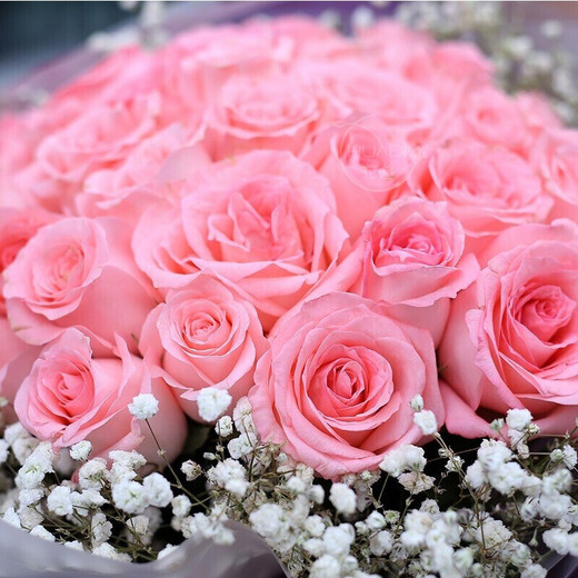 HuaDe Flower Express 33 rose bouquet birthday gift for girlfriend same city delivery Moonlight Lover 33 pink roses | JD427 Normal price