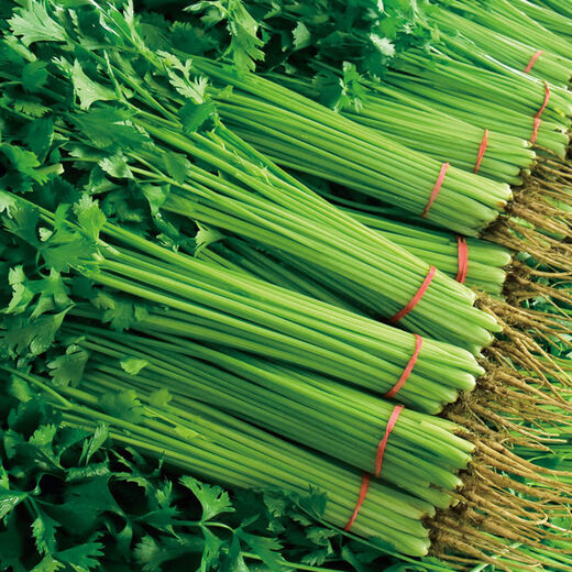 
Four Seasons Small Celery Seeds Crispy and Tender Celery Seeds Four Seasons Vegetable Seeds Potted Seeds Original [Four Seasons Quick-growing Small Celery Seeds] Selected Grain [Buy 14999 Get 14988 Pieces]