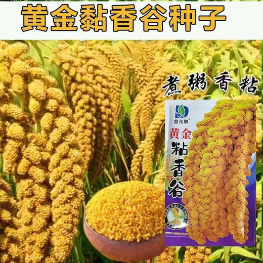 Reine Klebreissamen, authentische gelbe Hirsesamen, klebrig und klebrig, doppelt früh reifend, vogelresistent, ablagerungsresistent, können zu Klebreiskuchen verarbeitet werden, gelbgolden/weich wachsartig/trockenresistent, 50 g pro Packung