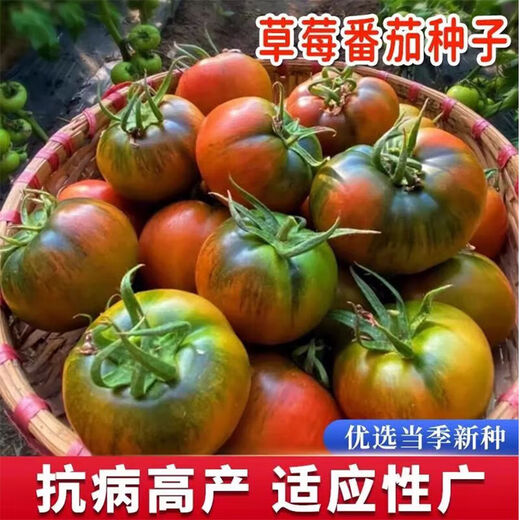 Qili Authentic Fruit Strawberry Tomato Seeds Super Sweet Tiny Tomato Seeds Balcony Field Spring and Autumn Planting Tiny Strawberry Tomato Seeds 2 Packs/200 Tablets Spread