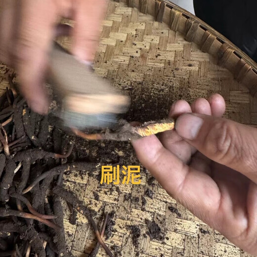 Naqu Zhifa 2025 Tibet Naqu High Altitude Authentic Wild First Fresh Cordyceps sinensis One-for-one pays 10 points/gram Wild Naqu Hay 20g Pack