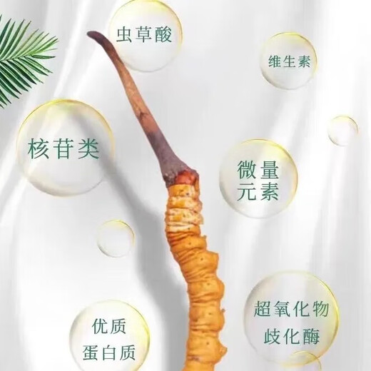 Fresh Cordyceps sinensis 2025 first-year Cordyceps authentic leader high-altitude gifts authentic fresh Cordyceps festival 1.2 grams/root or more 50 high-end gift boxes