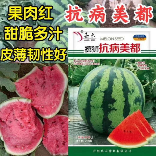Meidu watermelon seeds, disease-resistant, thin-skinned, crack-resistant, sweet, crispy, red flesh, super 8424 Jingxin round watermelon seeds, 1000 grains, large package, disease-resistant Meidu, 3 bags