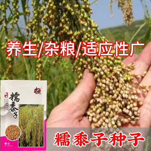 大志糯黍子粘糯大黄米粘黍子五谷杂粮谷 糯黍子种子【新种】 #88/原装新种(三包150克)