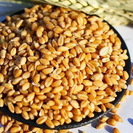Wheat grains with skin 5Jin Jin is equal to 0.5kg Edible flour grinding medicine to induce maltose Germinated grass seeds Juicing and brewing Cat grass 2025 new wheat 2Jin Jin is equal to 0.5kg (can be germinated and ground)
