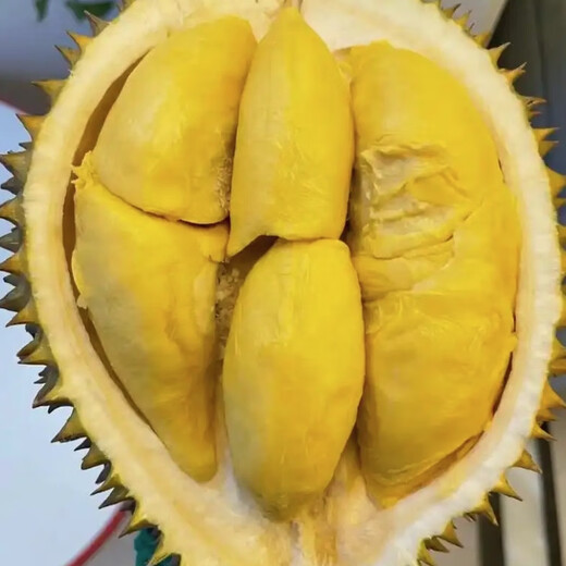 
Durian Cocoa Cocoa