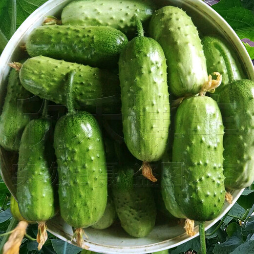 Mini fruit cucumber seeds, heat-resistant and high-yield, spring and summer small cucumber seeds, four-season balcony potted vegetable seeds, emerald dry cucumber 10g original