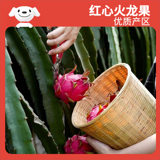 Jingxian Raw Red Heart Pitaya Super Large Fruit 6 pieces, single fruit 400g, net weight 4.8Jin Jin is equal to 0.5kg, gift box, fresh fruit