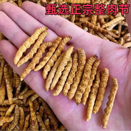 Cordyceps Sinensis Big Broken Grass Pure Festival Festival de viande abordable Authentique Big Broken Grass 50G Boîte cadeau pour un cadeau pour votre propre usage. Festival authentique de la viande fine à Nagqu, Tibet 10G
