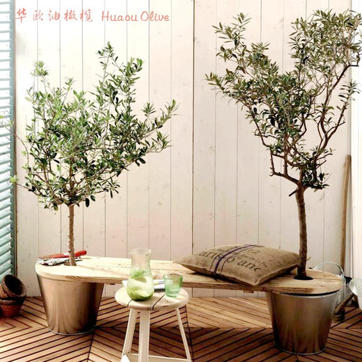 油橄榄树树苗盆栽室内大型绿植真植物庭院阳台西班牙树木老桩 9885H14老树干 含盆