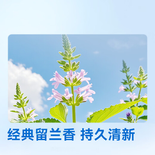 Hecho en Jingdong, Aminoácido Pasta de dientes gingival 225g*3 Classal de regaliz de menta clásico para fortalecer los dientes blancos brillantes y tono fresco suave