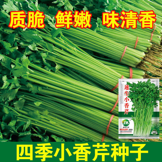 
Four Seasons Small Celery Seeds Crispy and Tender Celery Seeds Four Seasons Vegetable Seeds Potted Seeds Original [Four Seasons Quick-growing Small Celery Seeds] Selected Grain [Buy 14999 Get 14988 Pieces]