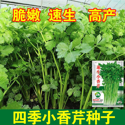 
Four Seasons Small Celery Seeds Crispy and Tender Celery Seeds Four Seasons Vegetable Seeds Potted Seeds Original [Four Seasons Quick-growing Small Celery Seeds] Selected Grain [Buy 14999 Get 14988 Pieces]