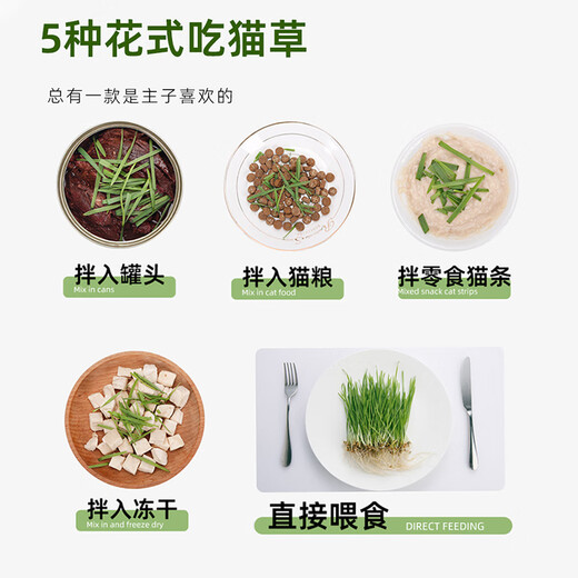 Crazy Owner Katzengras + 10 Beutel erdlose hydroponische Minze mit Weizensamen im Topf entfernt Haarballen, um haarige Katzensnacks bei jungen Katzen zu beseitigen