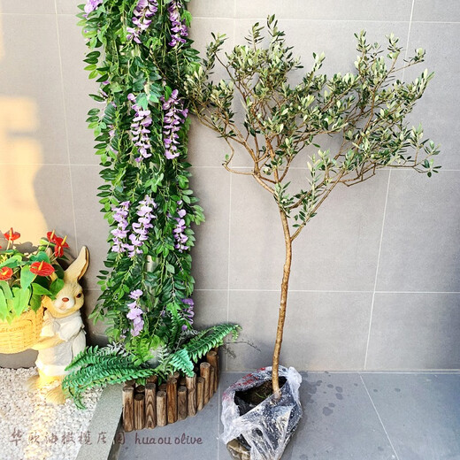 油橄榄树树苗盆栽室内大型绿植真植物庭院阳台西班牙树木老桩 9885H14老树干 含盆