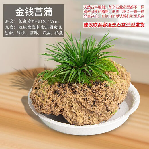 Absorbent stone flower pot, natural strange stone, absorbent stone, upper water stone, original stone, stone pot, calamus, succulent potted plant, bonsai micro-scape, 13-17cm stone pot + money, calamus package one