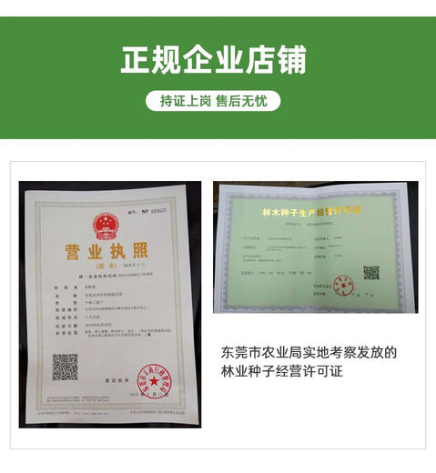 荔枝树苗桂味肉脆甜糯米糍荔枝多肉软滑带土带叶东莞14年老店 5年半苗桂味659 15cm以下