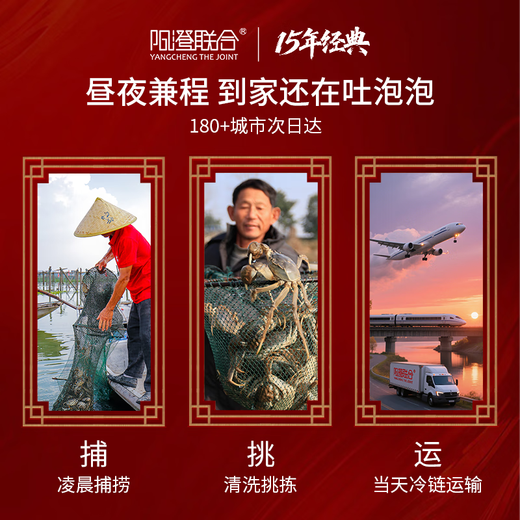 【礼券】阳澄联合大闸蟹礼券蟹卡螃蟹券礼品卡礼盒海鲜水产 9855型公6.0两 母5.0两 5对10只