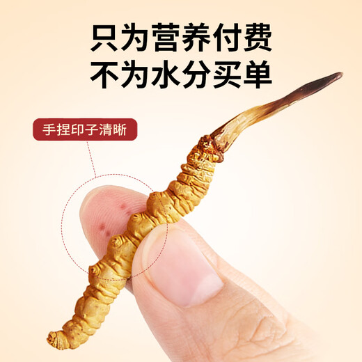同芙 冬虫夏草2根/g 10g 20根礼盒装 滋补营养补品送长辈礼品礼物
