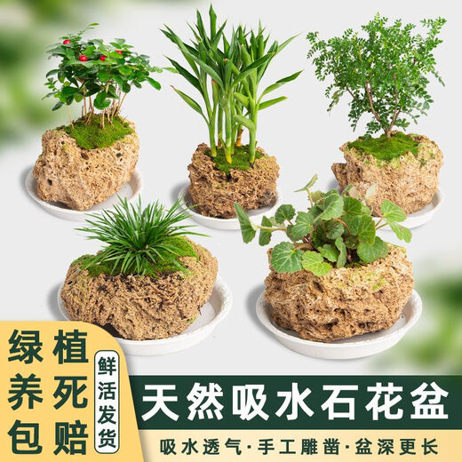 Absorbent stone flower pot, natural strange stone, absorbent stone, water-absorbing stone, raw stone stone pot, calamus succulent potted plant, bonsai micro-scape, 10-12cm stone pot + tempered rectangular holder + grass seeds