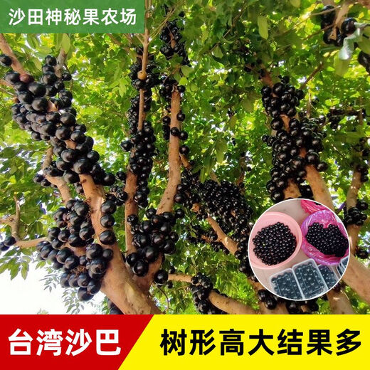 Plántulas de frutas de jiabao Sabah jiabao plántulas de frutas plántulas de frutas de uva con suelo y deja dongguan tienda de 13 años de edad de 7 años sabah 6172 141cm (inclusive) -170cm (inclusive)