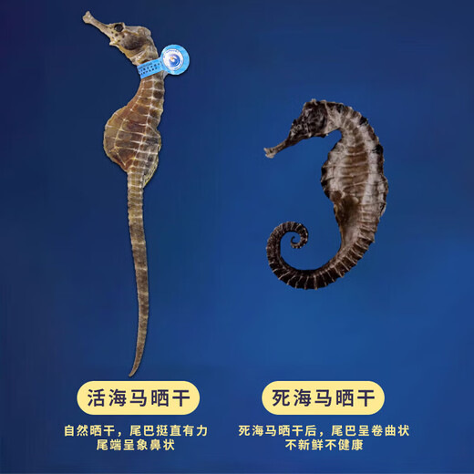 海马【CAWC认证】海马干货炖汤煲汤泡酒料 海马  1对（约1-2g）