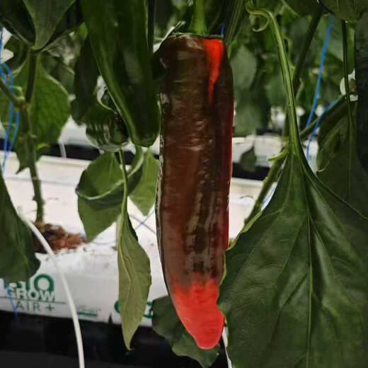 
Zhushi Orange Fruit Colored Peppers Bell Peppers Yunnan Fresh Long Pepper Mini Chili Can Eat Raw Salad Seasonal Fruits and Vegetables Premium Medium Fruits 1050g - Randomly sent 2-4 colors
