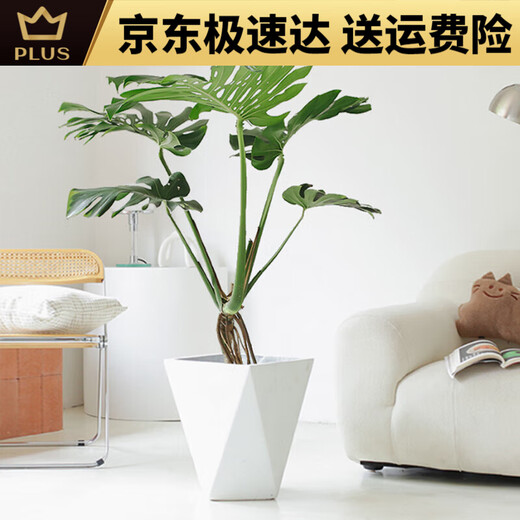 穆淳傲大型绿植龟背竹盆栽真 花卉盆栽商场开业1113米白色圆柱盆9892 老桩0.9-1.1米原盆(支持选货)