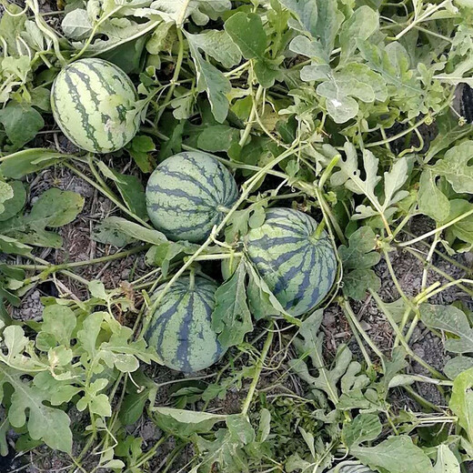 Zhongke Maohua Vegetable and Fruit Seeds Jinmeidu Watermelon Seeds Improved 8424 Kirin Melon High Purity Zhejiang Meidu Watermelon Seeds Jinmeidu 200 capsules/bag preferred