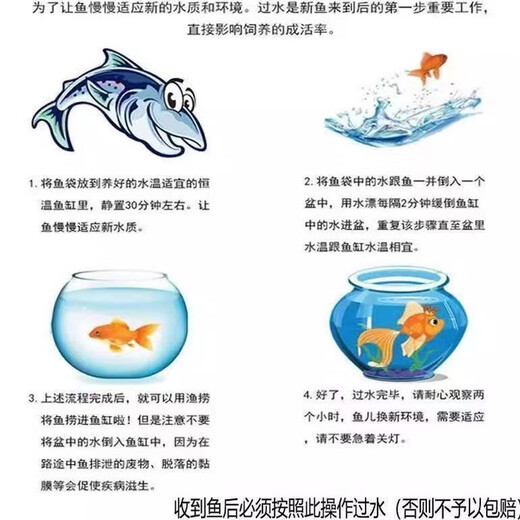 Thailändische goldene Rüstung ausgewählter gelber Schmetterling ausgewählter Schmetterling Karpfen Zierfische kaltes Wasser Fisch Fisch Boutique Fische leben 1517 cm