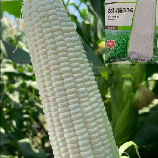 Nongkeyu Nongkenuo 336 waxy corn seeds, high yield, early maturity, spring sowing, sweet and waxy, good taste, white waxy corn Nongkenuo 336, original 200g, 2 bags
