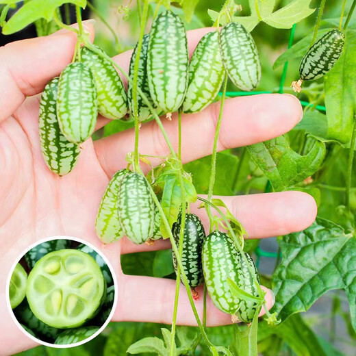 Thumb Watermelon Seed Thumb Watermelon can be planted in all seasons. Mini small watermelon seeds can be grown in four seasons as potted fruit. 2Jin Jin is equal to 0.5kg.