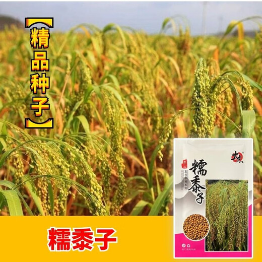 大志糯黍子粘糯大黄米粘黍子五谷杂粮谷 糯黍子种子【新种】 #88/原装新种(三包150克)